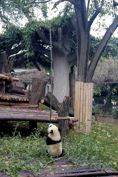 Ein Riesiges Pandajunges Tanzt Eine Bambusstange Nachdem Blätter Gefressen Hat — Stockfoto