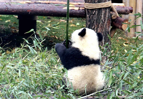Gigantyczna Panda Cub Wykonuje Taniec Słupa Wokół Bambusa Słup Zjedzeniu — Zdjęcie stockowe