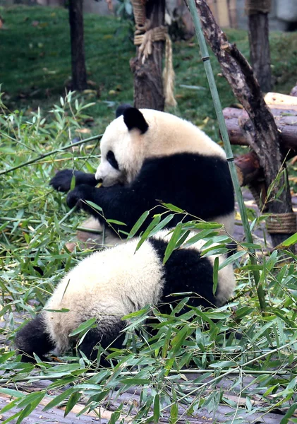 Panda Gigante Come Bambú Mientras Cachorro Baila Alrededor Poste Bambú — Foto de Stock