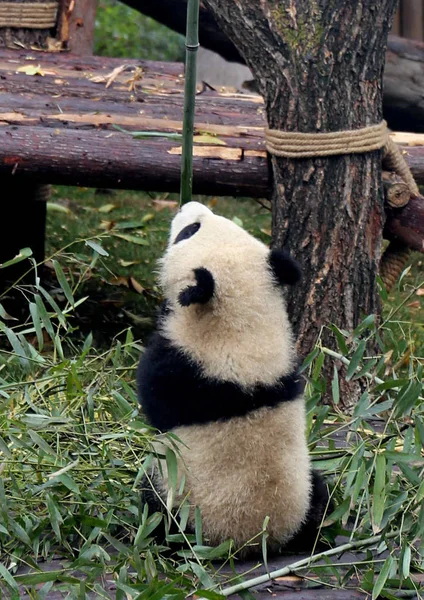 Ein Riesiges Pandajunges Tanzt Eine Bambusstange Nachdem Blätter Gefressen Hat — Stockfoto