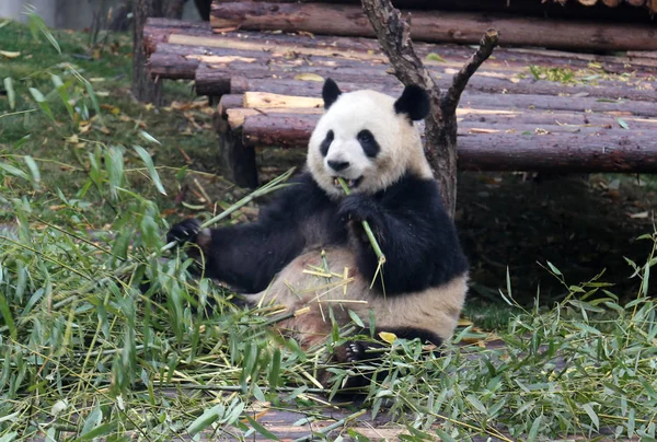 Ein Riesenpanda Frisst Bambus Der Forschungsbasis Des Großen Pandas Der — Stockfoto