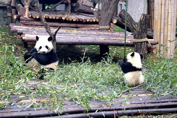Egy Óriás Panda Megeszi Bambusz Mint Kölyök Végez Pole Táncolnak — Stock Fotó