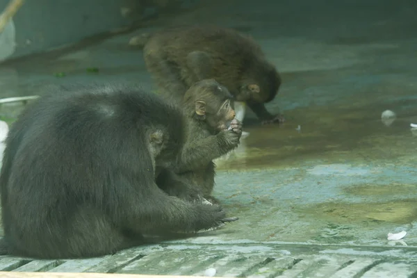 Les Singes Refroidissent Avec Énorme Bloc Glace Zoo Chengdu Dans — Photo