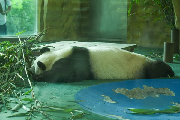 Giant Panda Chłodzenie Bloku Ogromny Lodowy Klimatyzowanej Sali Chengdu Zoo — Zdjęcie stockowe