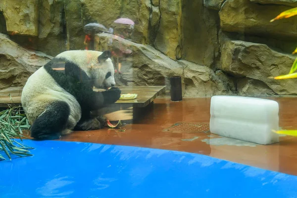 Panda Gigante Enfría Con Enorme Bloque Hielo Sandías Una Habitación — Foto de Stock