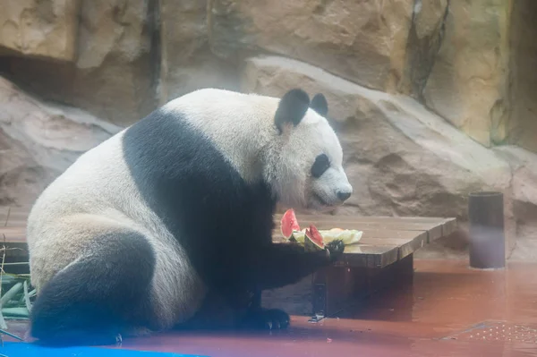 Panda Gigante Esfria Com Enorme Bloco Gelo Melancias Quarto Com — Fotografia de Stock