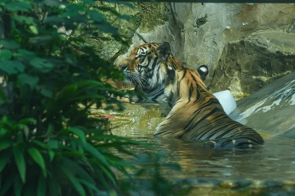 Los Tigres Refrescan Con Enorme Bloque Hielo Zoológico Chengdu Ciudad — Foto de Stock