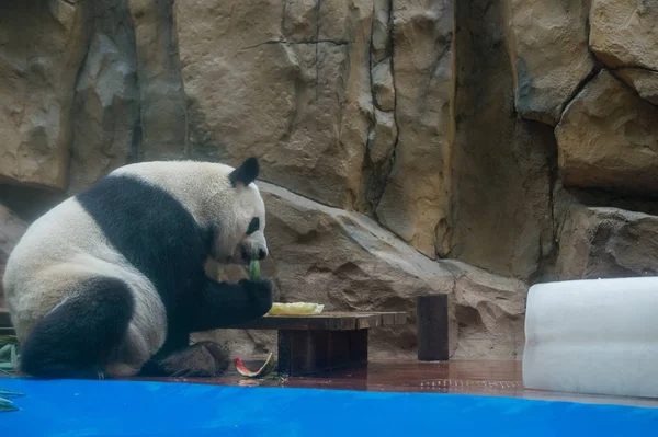 Panda Gigante Esfria Com Enorme Bloco Gelo Melancias Quarto Com — Fotografia de Stock