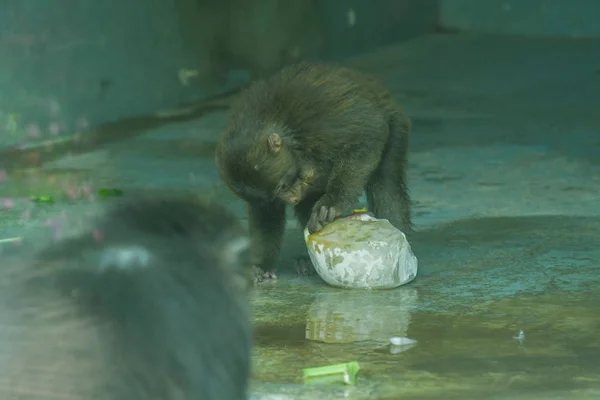 Singe Refroidit Avec Énorme Bloc Glace Zoo Chengdu Dans Ville — Photo