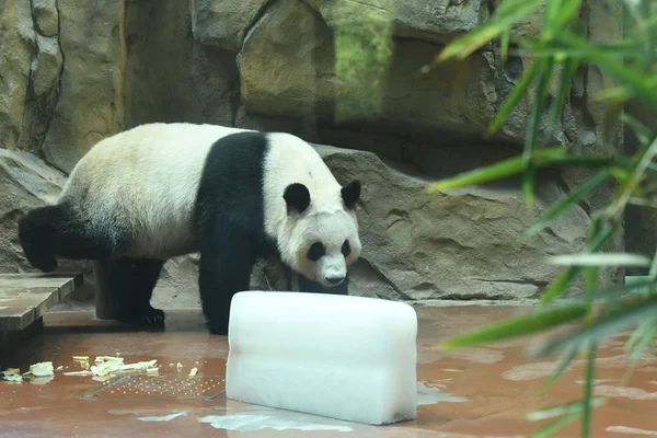 2017年7月11日 在中国西南四川省成都市成都市的空调房间里 一只大熊猫用一块巨大的冰块冷却 — 图库照片
