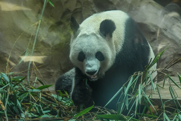 Obří Panda Bambusy Klimatizované Místnosti Čcheng Zoo Městě Chengdu Jihozápadní — Stock fotografie