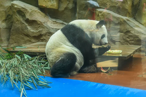 Panda Géant Refroidit Avec Énorme Bloc Glace Des Pastèques Dans — Photo