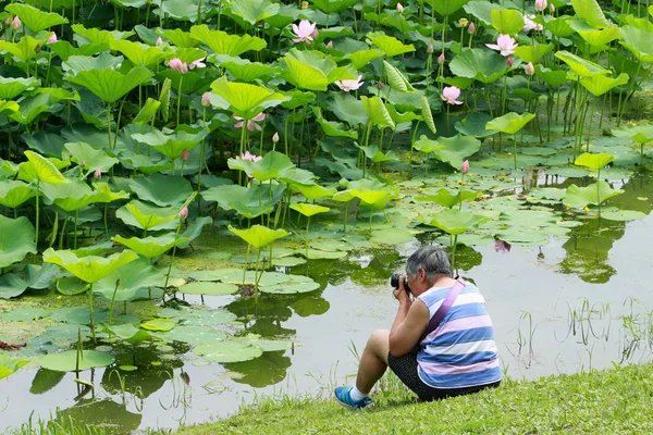 Zhang Ying Años Fotografiada Mientras Toma Fotos Las Flores Loto —  Fotos de Stock