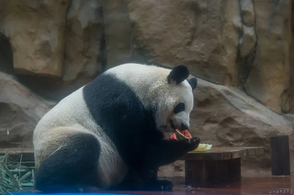 Obří Panda Vychladnutí Obrovského Ledového Bloku Vodní Melouny Klimatizované Místnosti — Stock fotografie