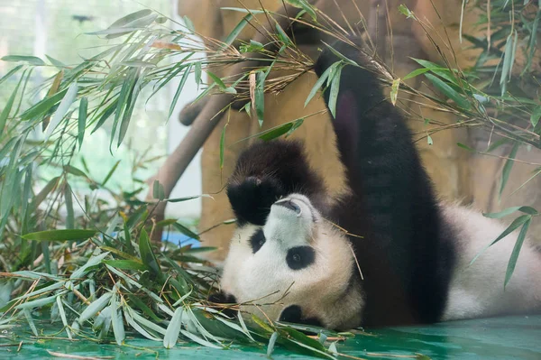 2017年7月11日 在中国西南四川省成都市成都市 一只大熊猫在一个装有巨大冰块的空调房间里吃竹笋 — 图库照片