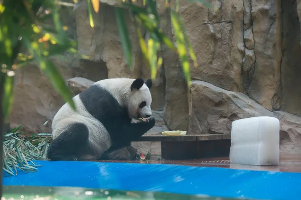 Panda Gigante Esfria Com Enorme Bloco Gelo Melancias Quarto Com — Fotografia de Stock