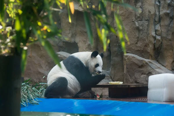 Panda Gigante Esfria Com Enorme Bloco Gelo Melancias Quarto Com — Fotografia de Stock