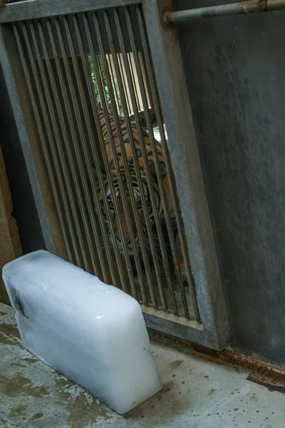 Tiger Cools Huge Ice Block Chengdu Zoo Chengdu City Southwest — Stock Photo, Image