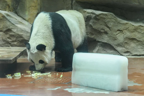 Obří Panda Vychladnutí Obrovského Ledového Bloku Klimatizované Místnosti Čcheng Zoo — Stock fotografie