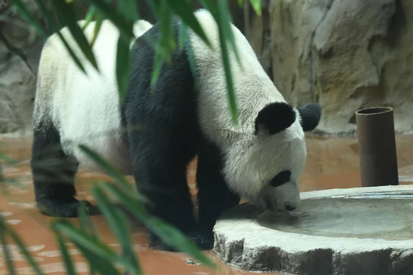2017年7月11日 在中国西南四川省成都市成都市的空调房间里 一只大熊猫用水降温 — 图库照片