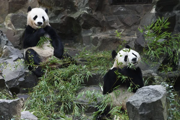 Die Riesenpandas Chengjiu Und Shuanghao Fressen Während Ihrer Geburtstagsfeier Zoo — Stockfoto