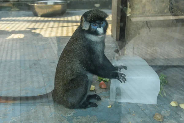 Singe Refroidit Avec Énorme Bloc Glace Zoo Chengdu Dans Ville — Photo