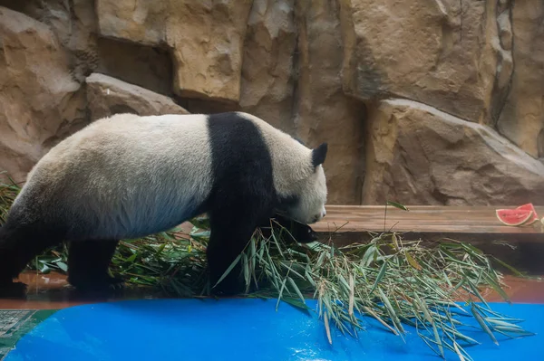 ジャイアント パンダは 巨大な氷ブロックと成都市 中国南西部の四川省 2017 日成都動物園にて客室にスイカに冷える — ストック写真