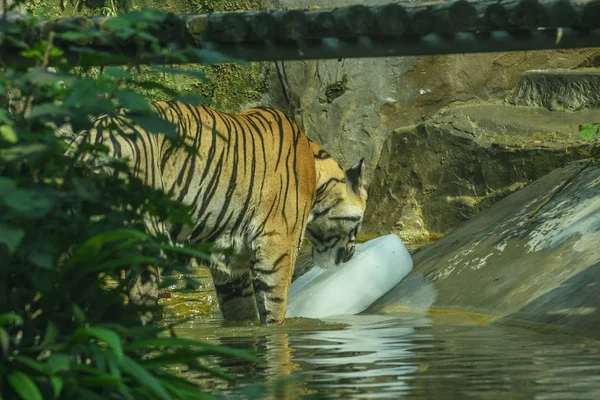 Tigre Enfría Con Enorme Bloque Hielo Zoológico Chengdu Ciudad Chengdu —  Fotos de Stock