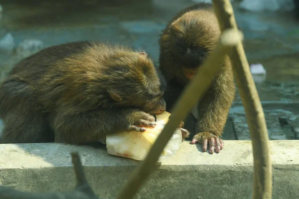 Πιθήκους Δροσιστείτε Ένα Τεράστιο Παγωμένο Μπλοκ Στο Chengdu Ζωολογικό Κήπο — Φωτογραφία Αρχείου