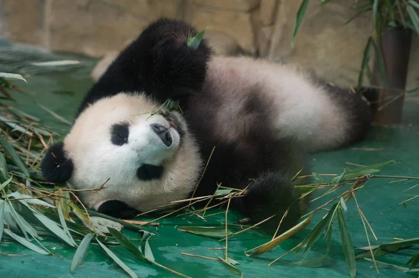 Een Reuzenpanda Eet Bamboe Scheuten Een Kamer Met Airconditioning Met — Stockfoto