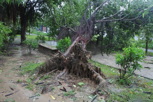 Дерево Выкорчевано Сильным Ветром Вызванным Тайфуном Талас Дороге Городе Санья — стоковое фото