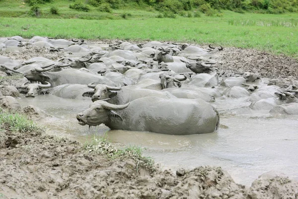 Enjambre Búfalos Agua Enfría Estanque Barro Día Abrasador Pueblo Xicaoba — Foto de Stock