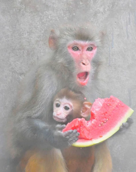 Los Monos Comen Sandía Para Refrescarse Día Abrasador Zoológico Caocao — Foto de Stock