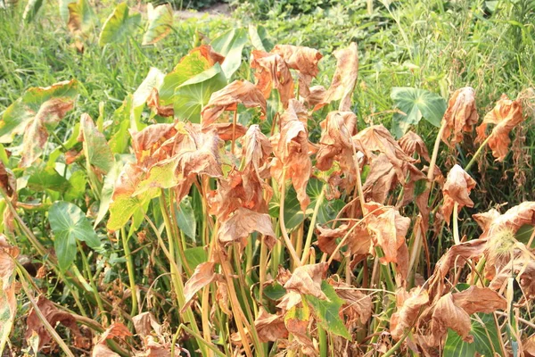 View Vegetables Scorched Heat Waves Farmland Hangzhou City East China — Stock Photo, Image