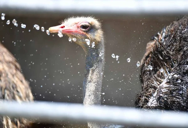 Een Feeder Spuit Water Een Struisvogel Koelen Een Verschroeiende Dag — Stockfoto