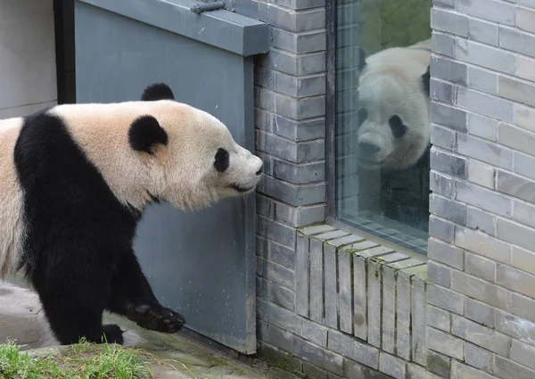 Die Dreijährige Amerika Geborene Riesenpanda Bao Bao Spaziert Aus Ihrem — Stockfoto