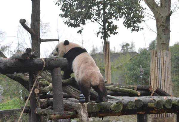 Három Éves Amerikai Születésű Óriás Panda Bao Bao Játszik Egy — Stock Fotó
