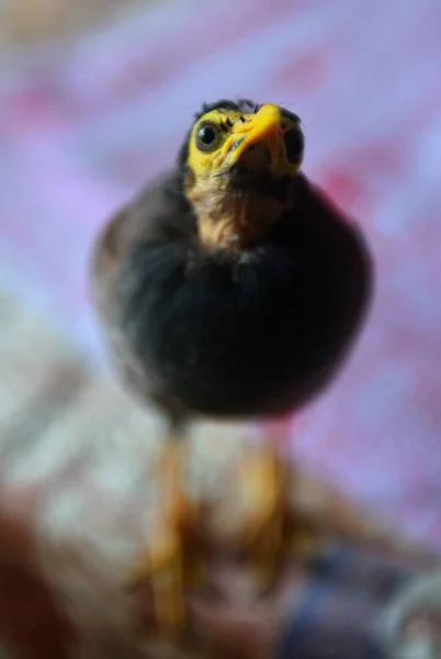 Smart Crested Myna Helping Its Owner Surnamed Chen Sell Newspaper — стоковое фото