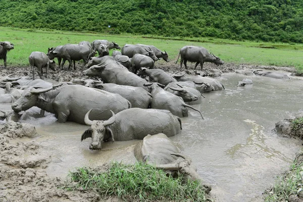 Enjambre Búfalos Agua Enfría Estanque Barro Día Abrasador Pueblo Xicaoba — Foto de Stock