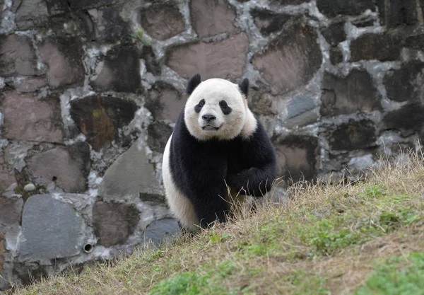 Τρίχρονο Αμερικανικό Γιγαντιαίο Panda Bao Bao Περιπλανιέται Στη Βάση Dujiangyan — Φωτογραφία Αρχείου