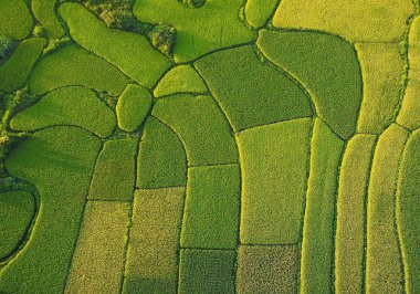 Aerial view of more than 83 square kilometers of terraced rice fields forming a winding palette of yellow and green colors in Luocheng Mulao Autonomous county, Hechi city, south China's Guangxi Zhuang Autonomous Region, 25 July 2017 clipart