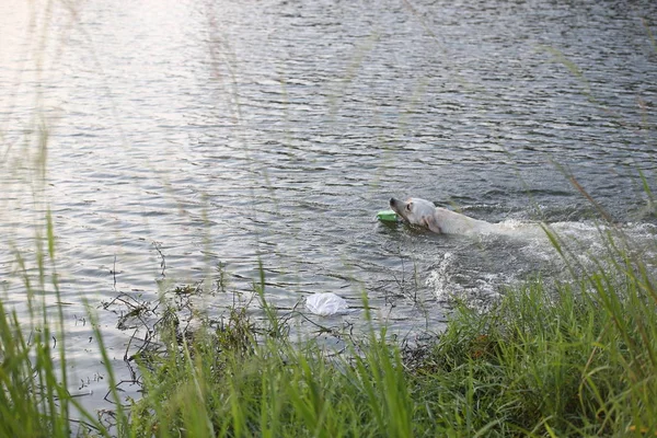 Hunden Rymmer Sopor Munnen Eftersom Det Simmar Flod Campus Fuzhou — Stockfoto