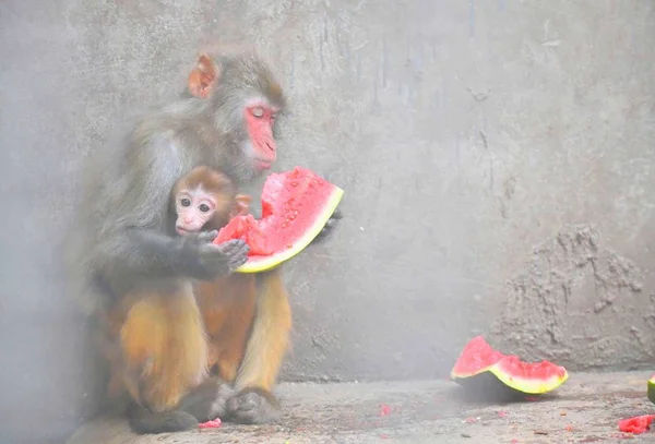 Macacos Comem Melancia Para Esfriar Dia Escaldante Zoológico Caocao Cidade — Fotografia de Stock