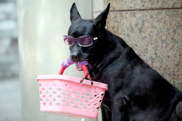 Ein Hund Mit Brille Hält Einen Korb Mund Kunden Für — Stockfoto