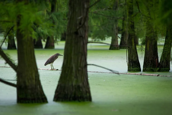 Fågel Ses Chishanhu Provincial Wetland Park Chuzhou City Östra Kinas — Stockfoto