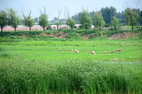 2017年7月24日 中国东部山东省寿光市发生干旱 山羊在草丛中觅食 — 图库照片