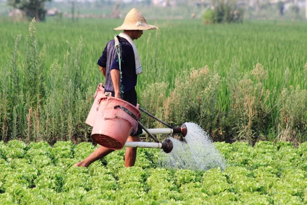 Ein Landwirt Wässert Gemüse Verhindern Dass Von Den Hitzewellen Auf — Stockfoto