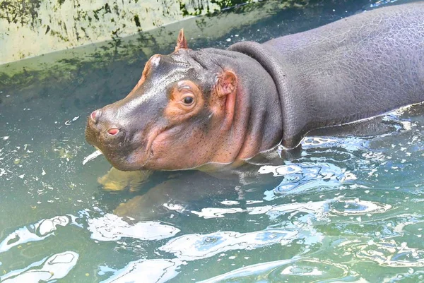 Een Hippo Blijft Water Koelen Een Verzengende Dag Caocao Zoo — Stockfoto