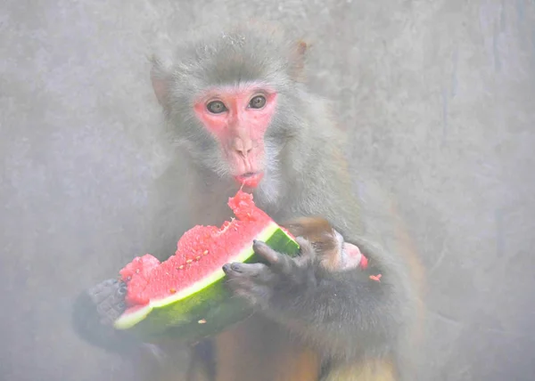 Macacos Comem Melancia Para Esfriar Dia Escaldante Zoológico Caocao Cidade — Fotografia de Stock