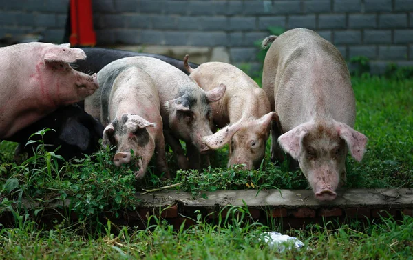 Świnie Karmione Zielonymi Roślinami Farmie Świń Wiosce Sanjiazhai Mieście Lixiang — Zdjęcie stockowe